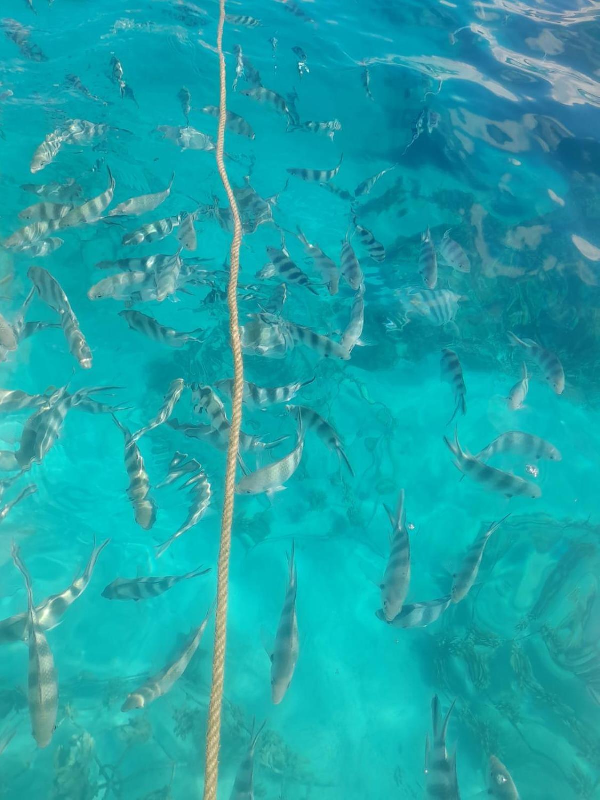 维拉维提沃别墅 Bambou 外观 照片